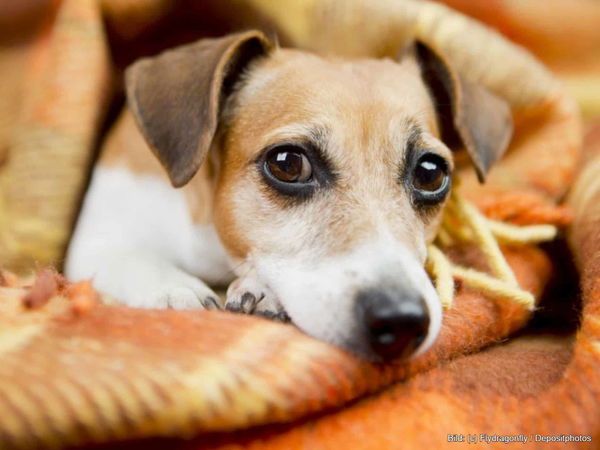 Kaufratgeber: Die beste Hundedecke