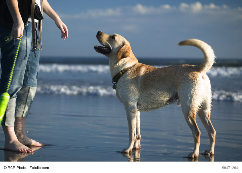 Labrador Retriever sind sehr aufmerksame Tiere, die gerne arbeiten und gefordert werden. Auch im Urlaub am Strand.