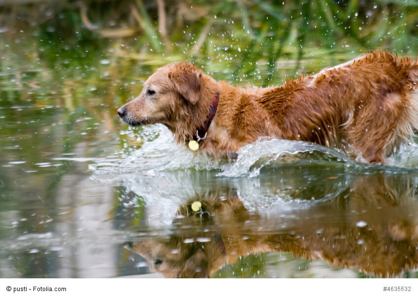 Regelmäßige Schwimmeinheiten erfreuen jeden Labrador wie diesen braunen im Wasser!