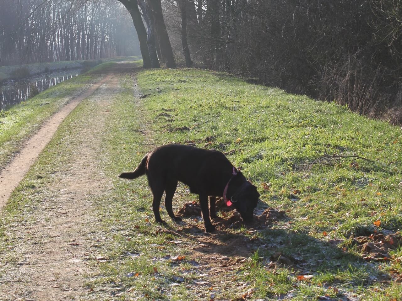 Ein Labrador schnüffelt an einem Laubhaufen