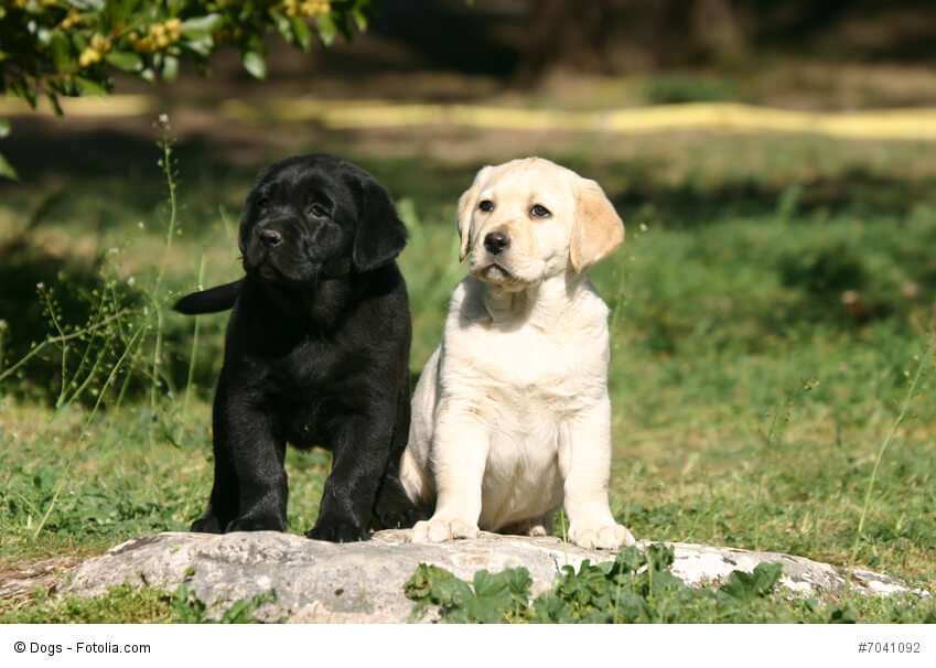 Labrador-Welpen wie diese beiden hell und dunklen Exemplare sind verspielte aber auch schon sehr aufmerksame Hunde, die du schon sehr früh erziehen kannst.