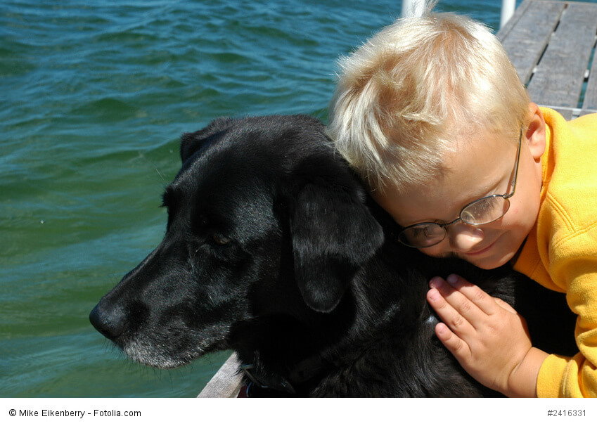 Ein Labrador ist ein sehr kinderlieber und geduldiger Hund.