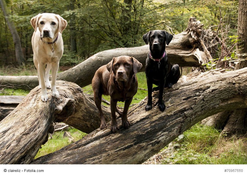 Labrador Retriever