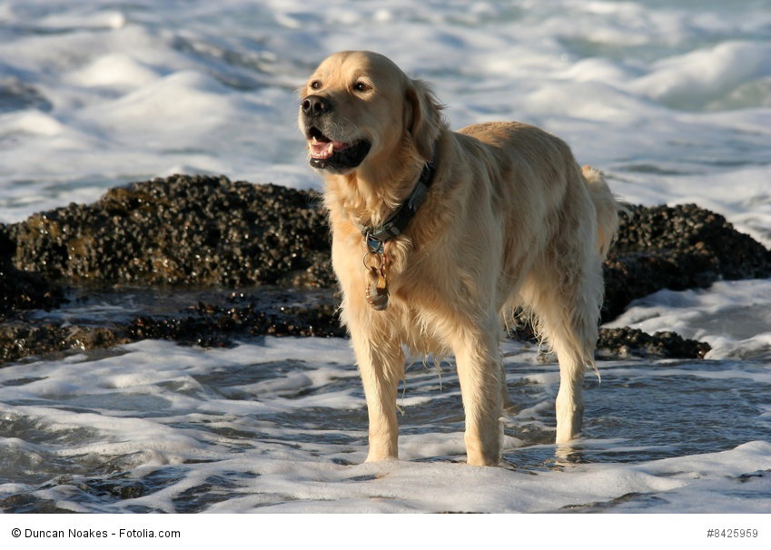 Golden Retriever gehören in die Kategorie der Apportier-, Stöber- und Wasserhunde.
