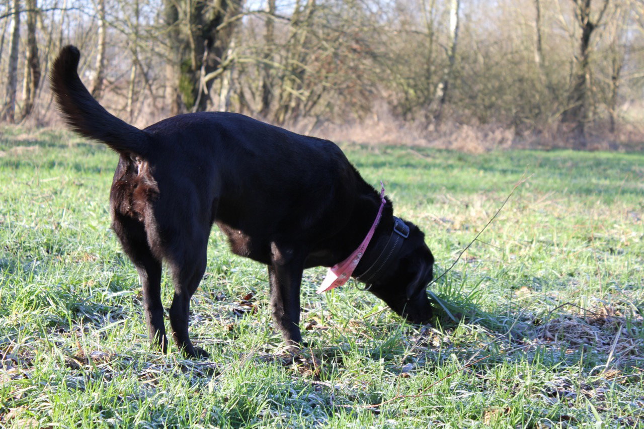 Ein schwarzer Labrador schnüffelt auf einer Wiese