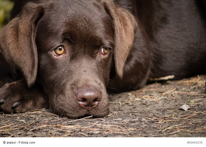 Ein Labrador braucht engen Anschluss an seine Familie. Reine Zwingerhaltung lässt ihn krank werden.