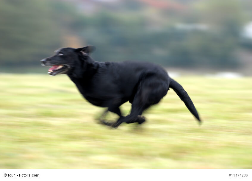 Hund entlaufen – was tun?