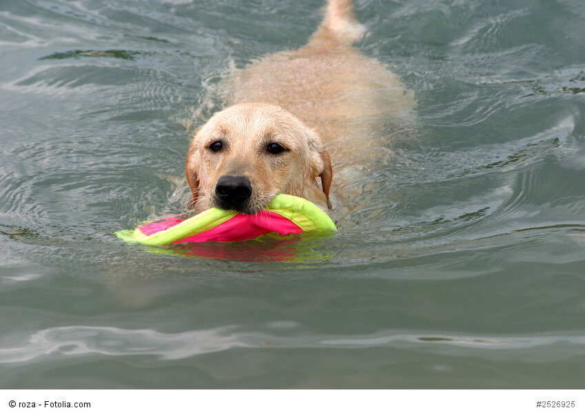 Spielen und Wasser - eine hervorragende Kombination für jeden Labrador!