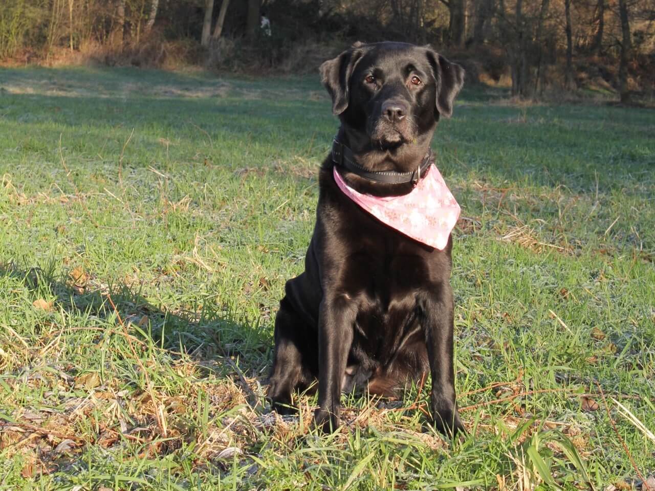 Ein schwarzer Labrador mit rotem Halstuch sitzt aufmerksam im Gras