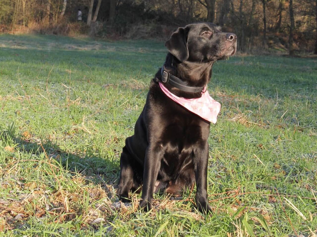 Ein Labrador sitzt im Gras und schaut zur Seite