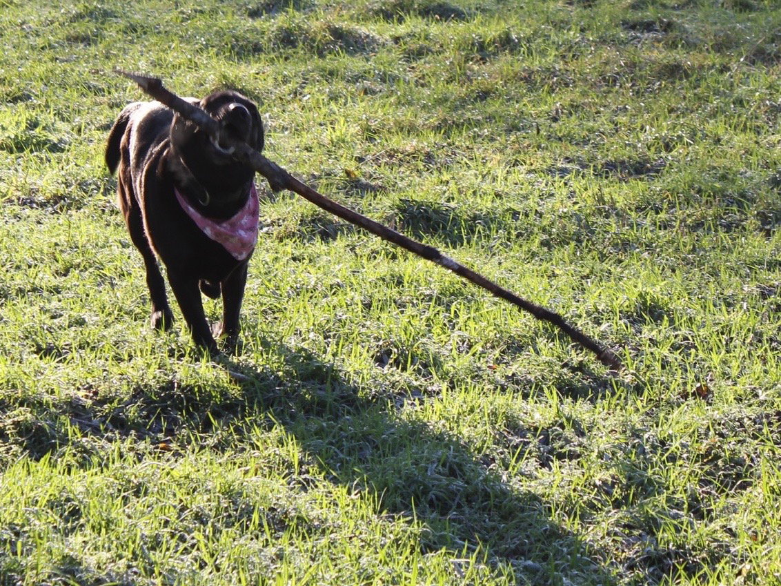 Ein schwarzes Labrador spielt mit einem großen Stock