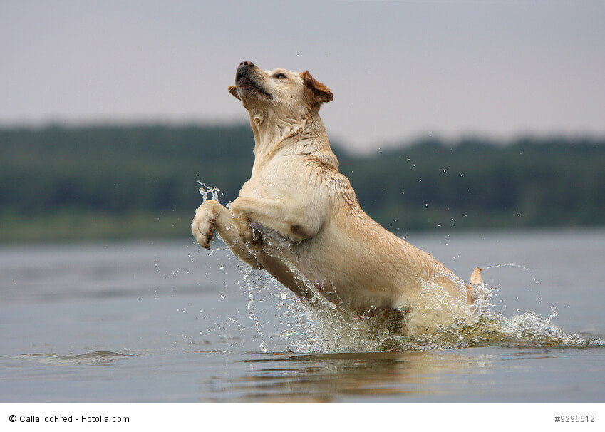 Labrador Retriever gehen gerne baden und brauchen diese Abkühlung im Sommer auch um nicht zu überhitzen.
