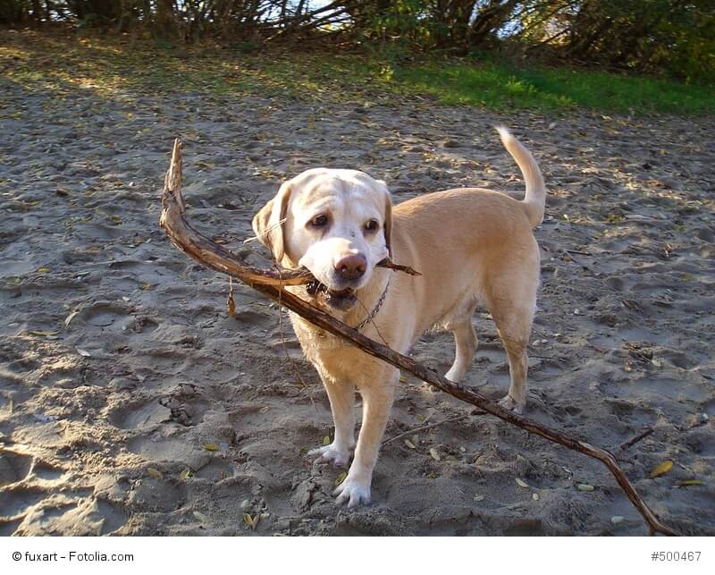 Ein Labrador braucht immer etwas zu tun. Und wenn es nur das Apportieren von Stöcken ist.