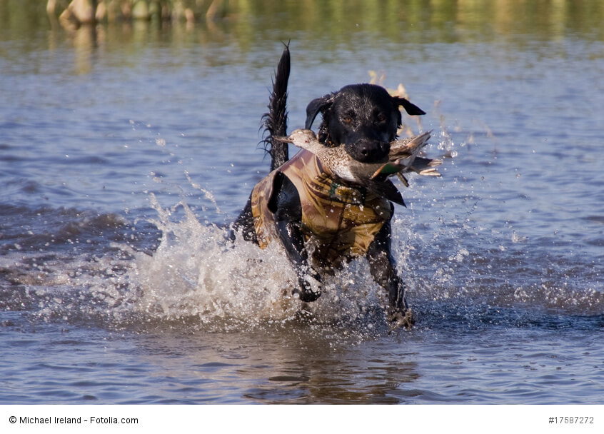 Der Labrador Retriever bekam seinen Namen nachdem seine hervorragenden Apportiereigenschaften erkannt wurden.