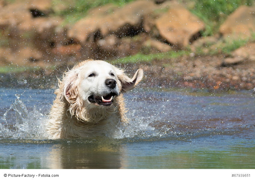 Labrador Retriever gehören in die Kategorie der Apportier-, Stöber- und Wasserhunde. Und das zu recht!
