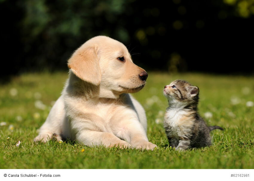 Was ist beliebter? Hund oder Katze?
