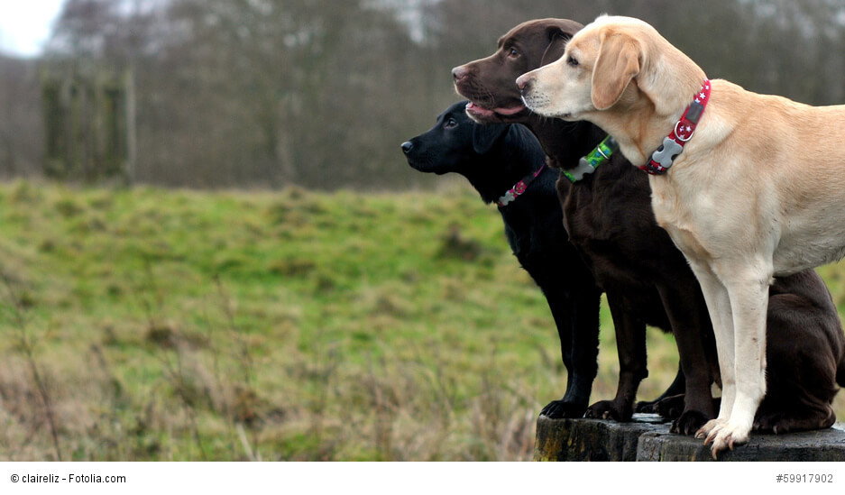 Labrador Retriever wollen gefordert werden sonst wird ihnen schnell langweilig und sie sind nicht mehr so aufmerksam wie diese drei.