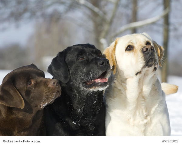 Labrador Erziehung leicht gemacht