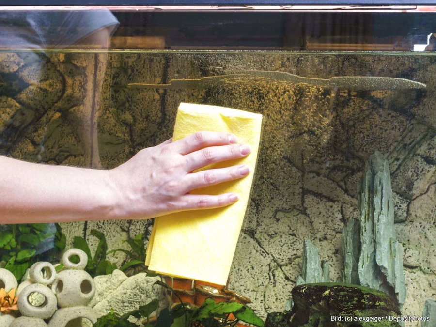 Kaufratgeber: Der beste Aquarium-Scheibenreiniger