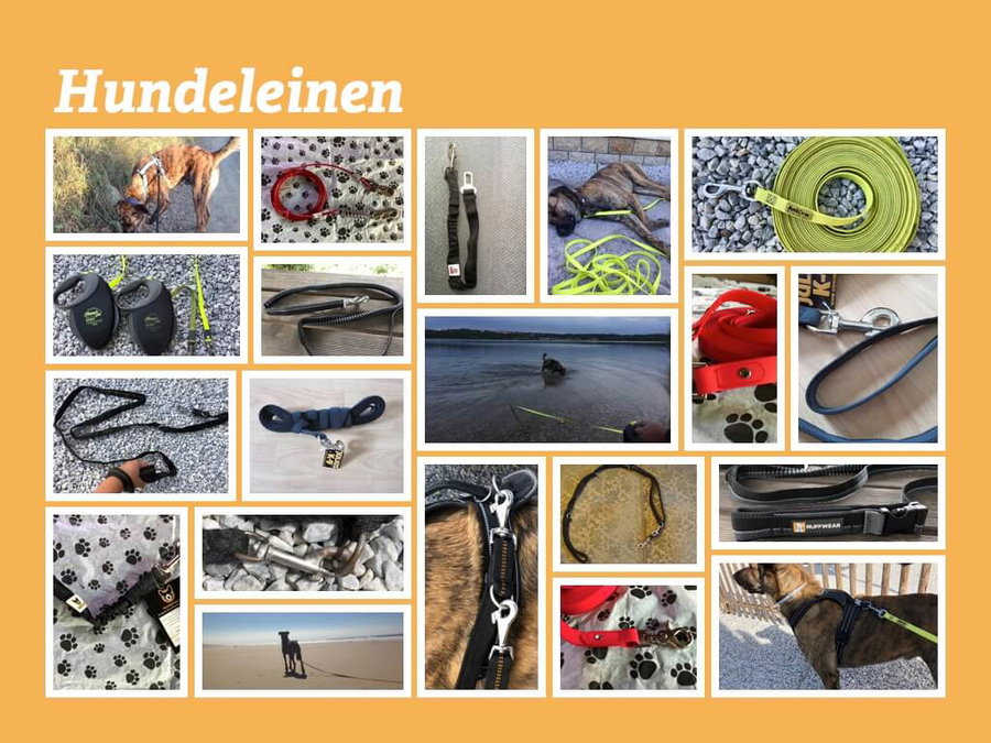 Hunde an die Leine - Ein Ratgeber