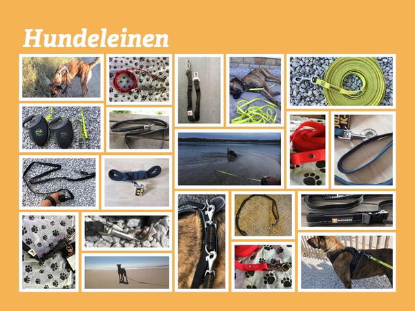 Hunde an die Leine - Ein Ratgeber