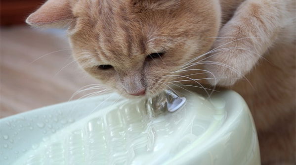 Der Lucky Kitty Katzenbrunnen aus Keramik im Test