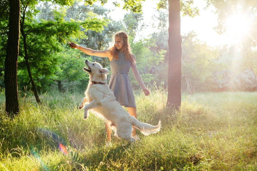 Du bist Hunde-Anfänger? Entdecke diese idealen Ersthunde-Rassen!