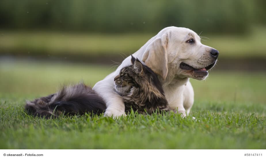 Maine Coon vertragen sich gut mit Hunden
