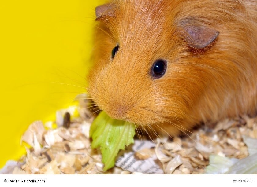 Winterfütterung für Meerschweinchen: Vital durch die kalte Jahreszeit