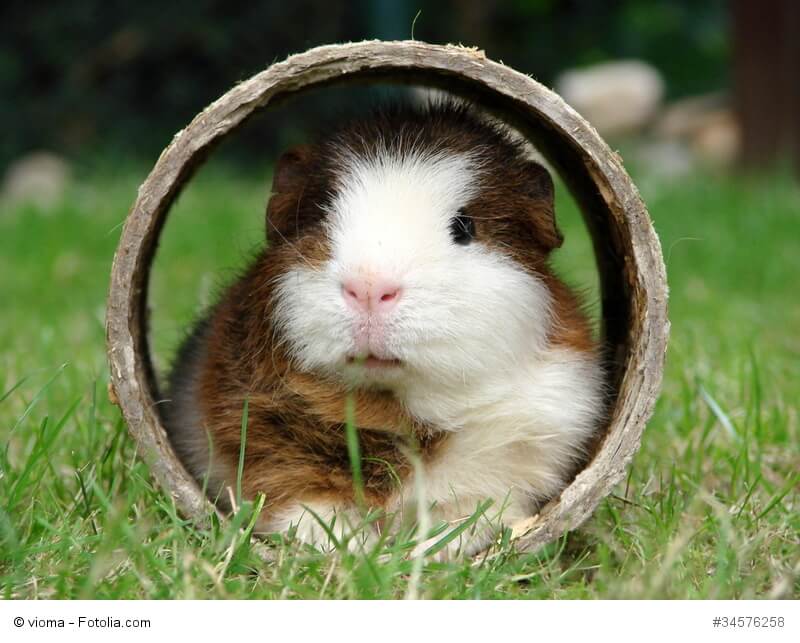 Ein Meerschweinchen sitzt in einer Holzröhre auf einer Wiese
