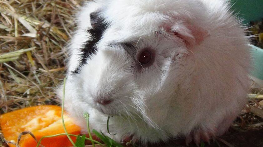 Meerschweinchen