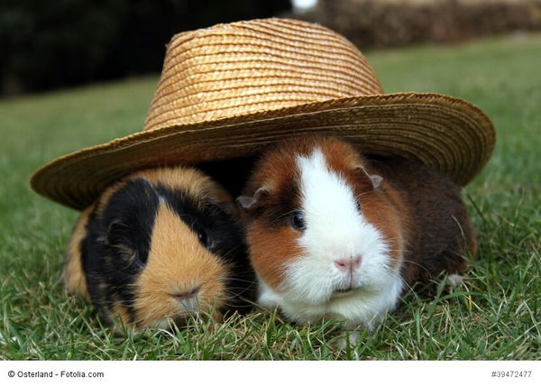 Die richtige Haltung von Meerschweinchen