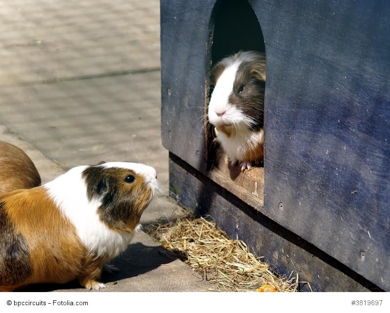 Zwei Meerschweinchen beäugen sich wobei eins in einem Haus sitzt und eins davor im Freien
