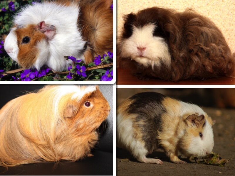 Collage aus vier Bildern mit den verschiedenen Fellvarietäten des Hausmeerschweinchens