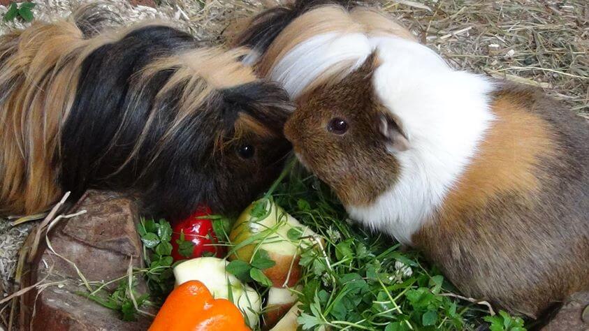 Gruppe aus drei Meerschweinchen mümmelt an mitgebrachtem Klee
