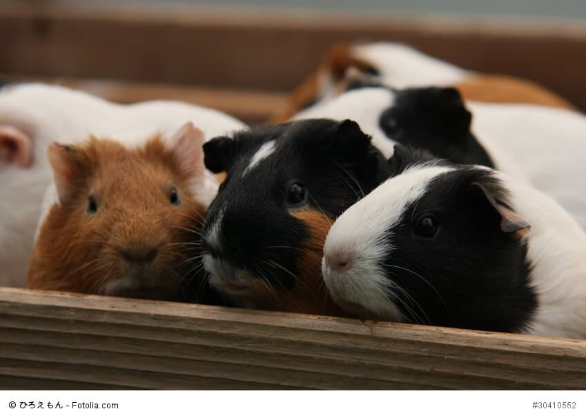Meerschweinchen kaufen - der große Ratgeber