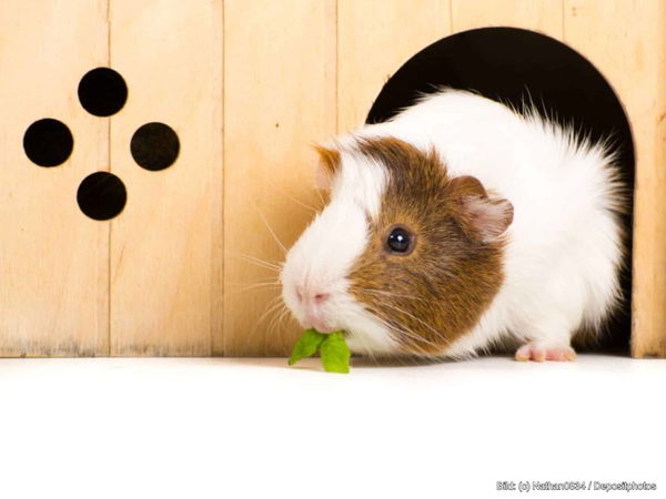 Kaufratgeber: Das beste Haus für Meerschweinchen