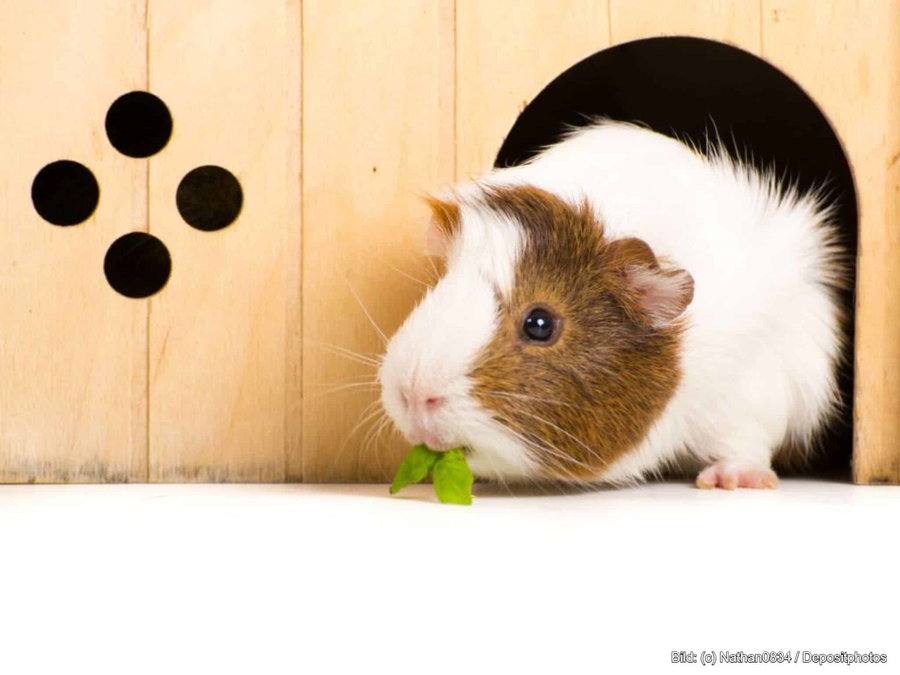 Kaufratgeber: Das beste Haus für Meerschweinchen