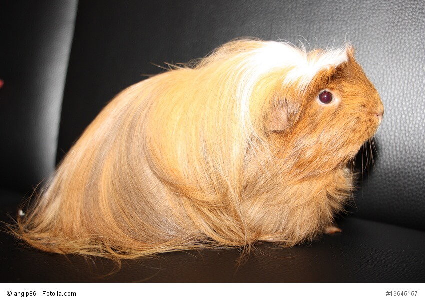 Ein Langhaar-Meerschweinchen sitzt auf einer schwarzen Couch
