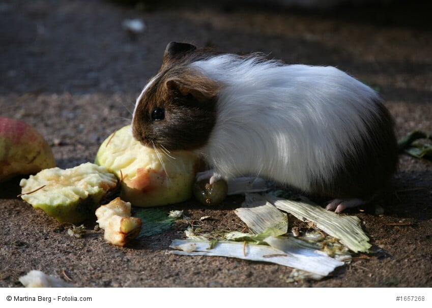 Ein Meerschweinchen frisst an einem Stück Apfel oder Birne