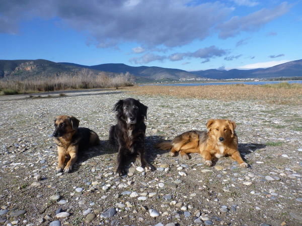 Mehrhundehaltung – worauf es im Alltag ankommt