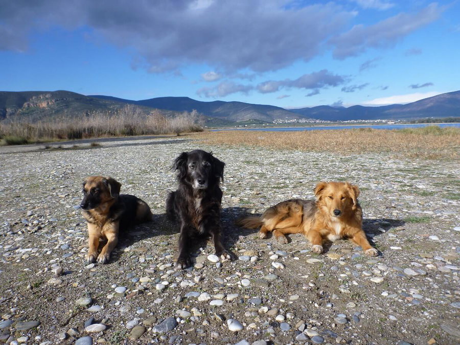 Mehrhundehaltung – worauf es im Alltag ankommt
