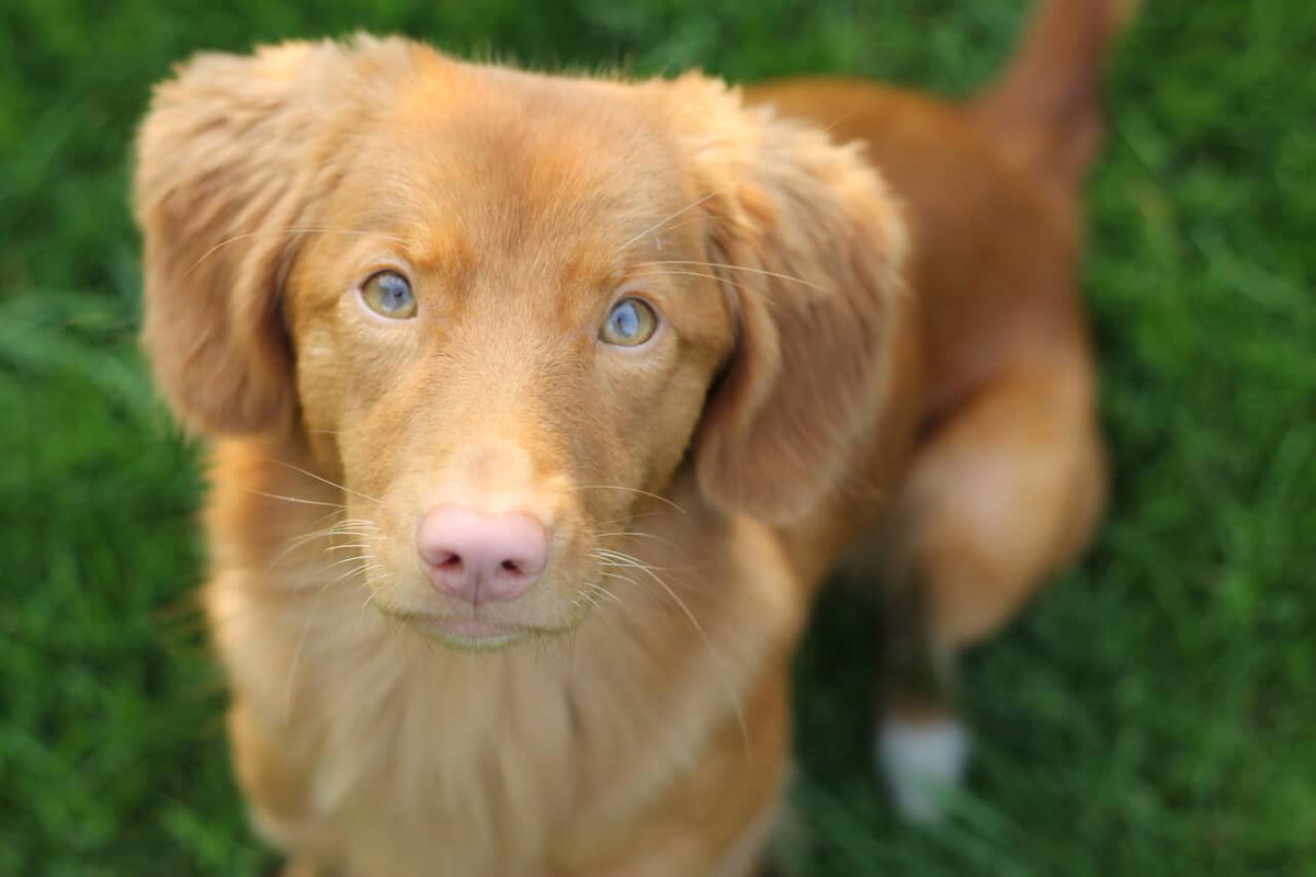 Nova Scotia Duck Tolling Retriever Hündin Mila