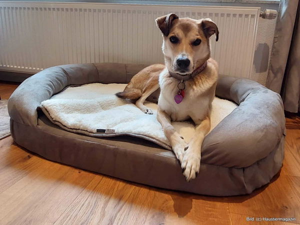 Kaufratgeber: Das beste Luxus-Hundebett