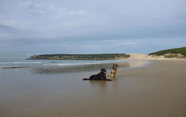 Was sind Mittelmeerkrankheiten beim Hund?