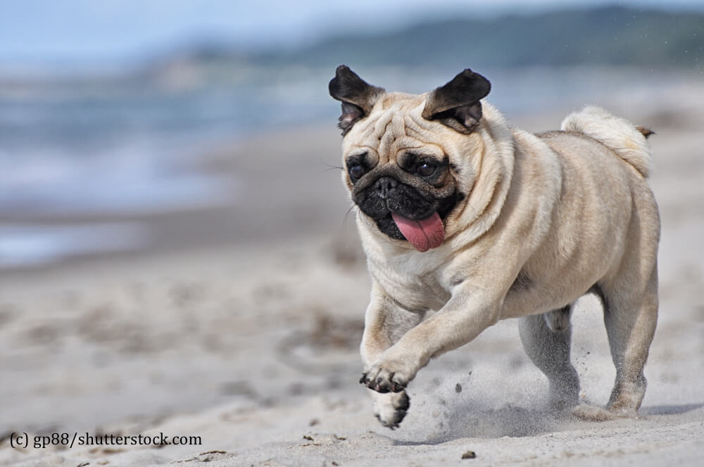 Ein Mops ist kein Hochleistungssportler, braucht aber regelmäßige Bewegung gerne auch am Strand.