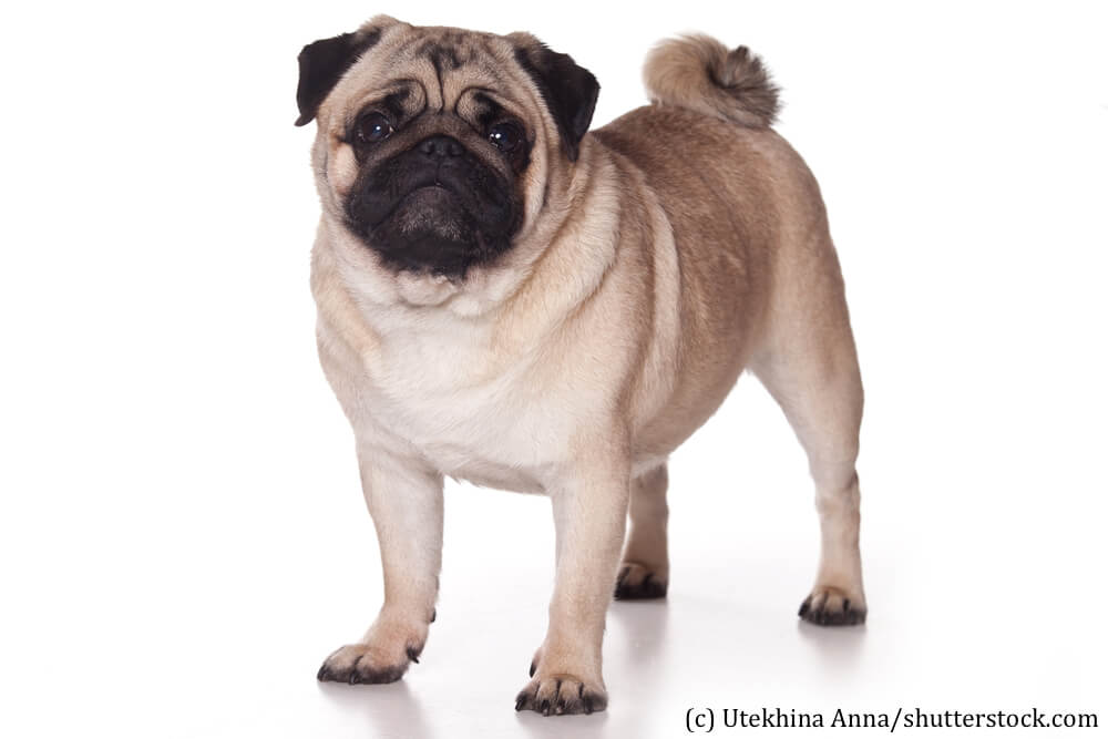 Mops