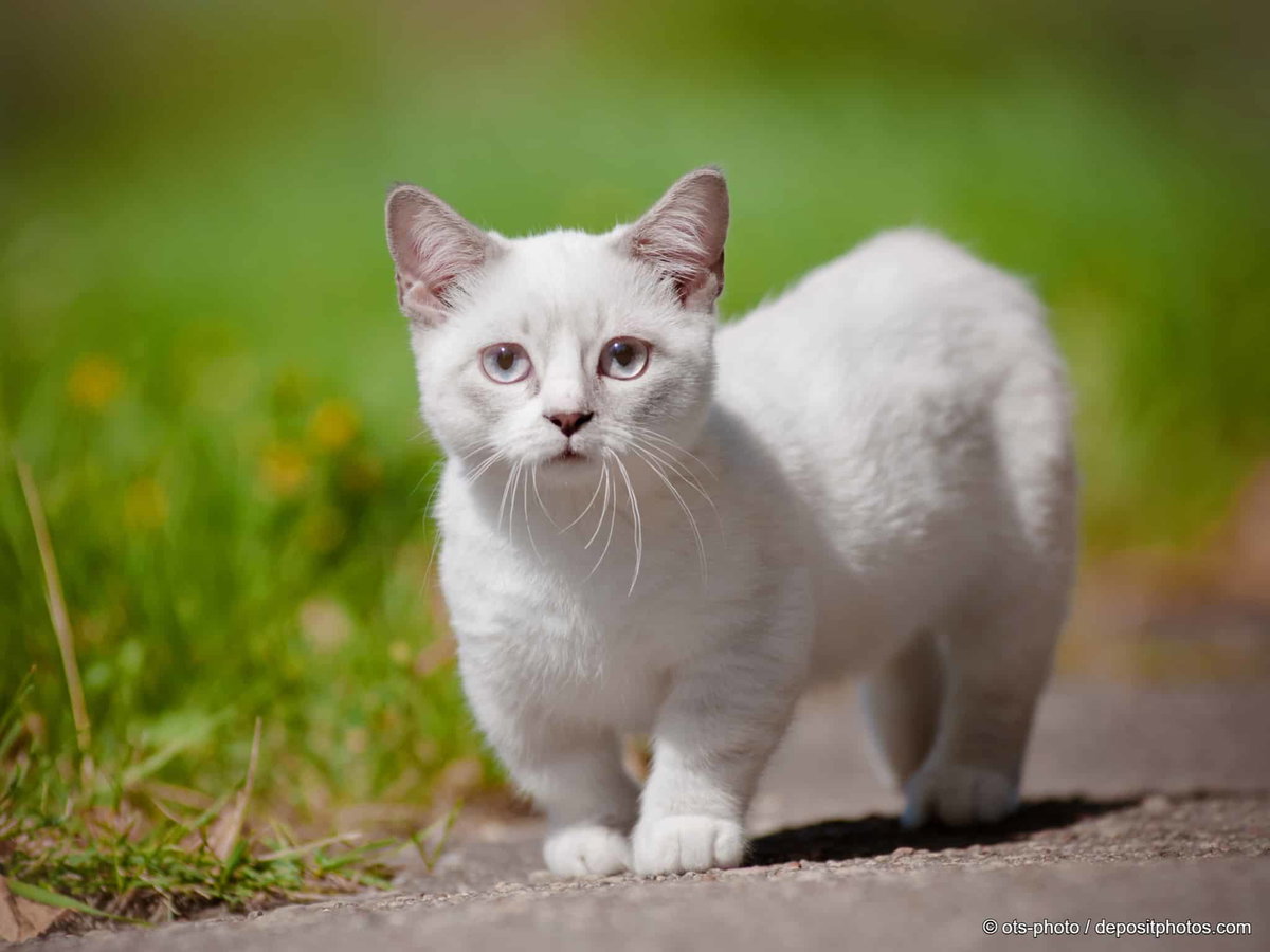 Munchkin Katze