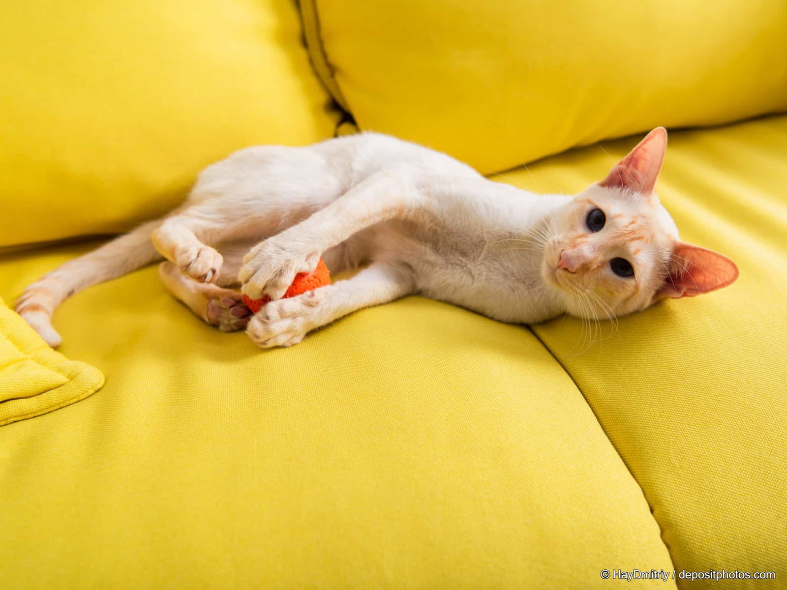 orientalisch kurzhaar oriental shorthair