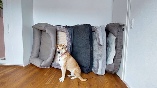 Kaufratgeber und Test: Das beste orthopädische Hundebett